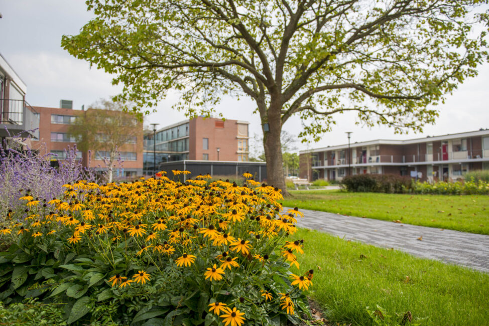 Een tuin met gele bloemen en een groot groen grasveld, omringd door moderne gebouwen en een grote boom op de achtergrond.
