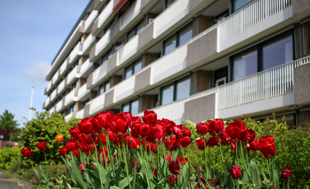 Rode tulpen bloeien in de voortuin van een grijs appartementencomplex met meerdere verdiepingen onder een blauwe lucht.