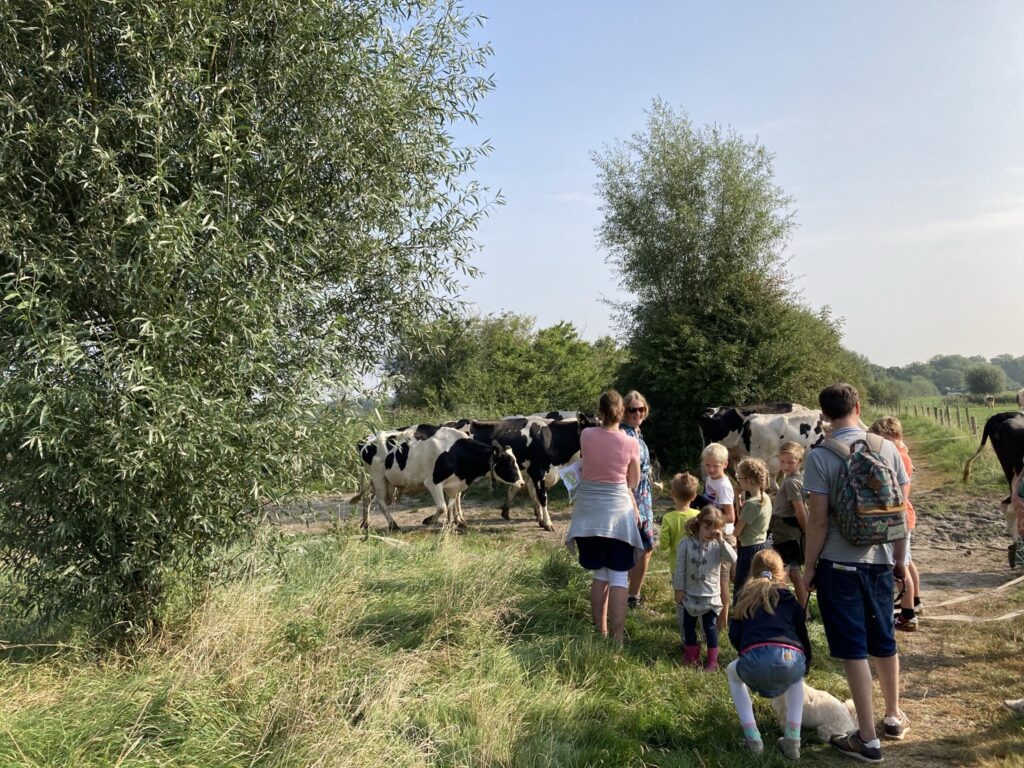 Groep mensen, waaronder kinderen, kijkt naar koeien in een groene weide op een zonnige dag, omringd door bomen en gras.