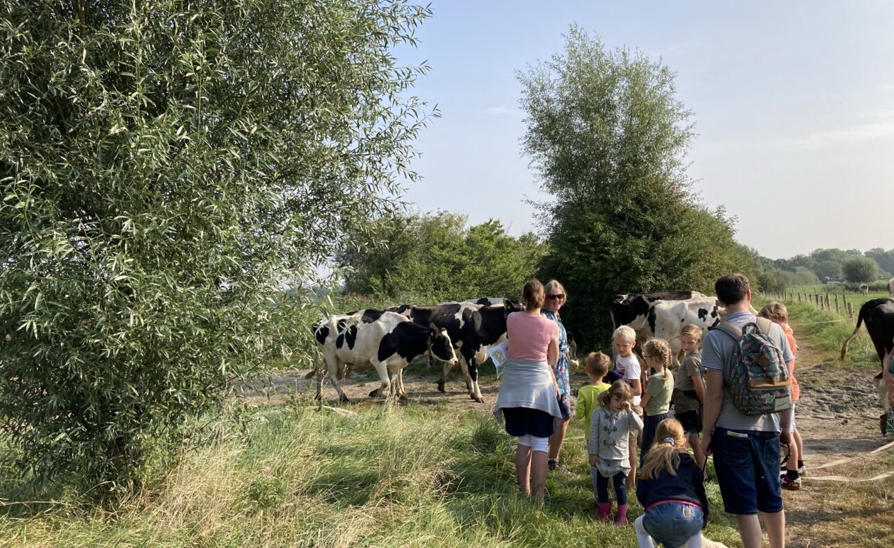 Groep mensen, waaronder kinderen, kijkt naar koeien in een groene weide op een zonnige dag, omringd door bomen en gras.
