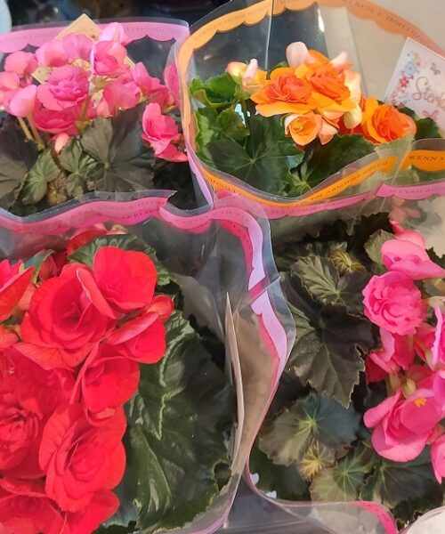 Verschillende kleurrijke begonia's in bloei, verpakt in doorzichtige folie, met roze, rode en oranje bloemen op groene bladeren.