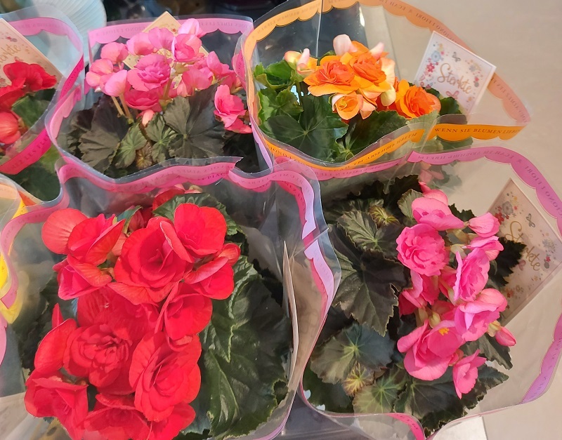 Verschillende kleurrijke begonia's in bloei, verpakt in doorzichtige folie, met roze, rode en oranje bloemen op groene bladeren.