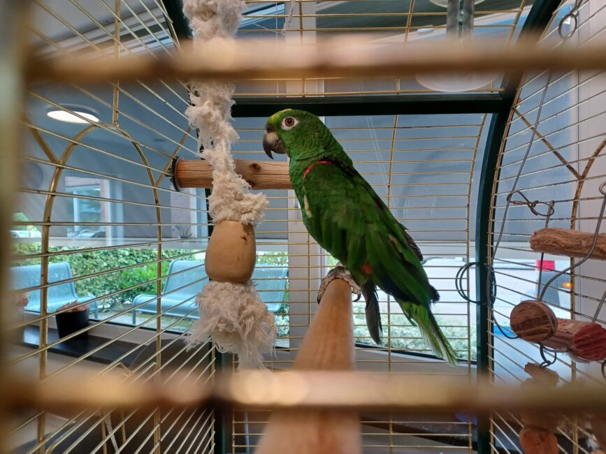 Een groene papegaai zit op een stok in een kooi, omringd door speelgoed. De achtergrond toont een raam met uitzicht op groen.