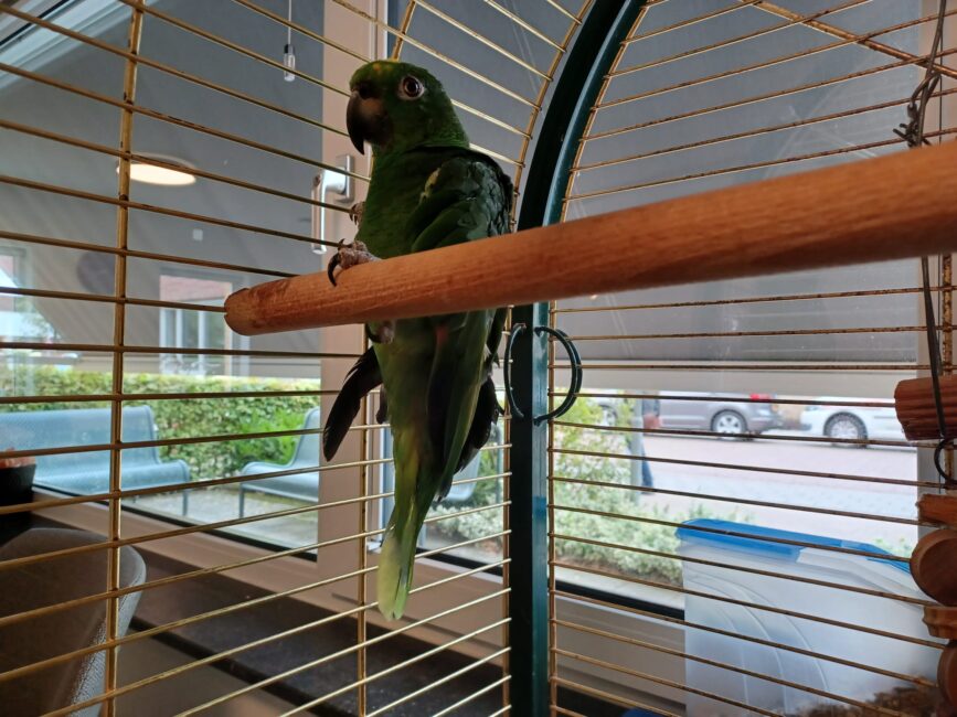Een groene papegaai zit op een houten stok in een kooi. Op de achtergrond zijn ramen en een geparkeerde auto te zien.