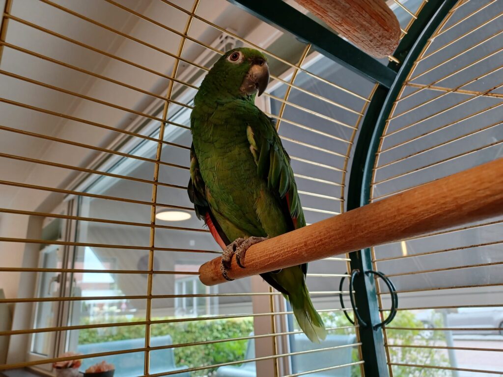 Een groene papegaai zit op een houten stok in een kooi, met zonlicht dat door het raam naar binnen schijnt.