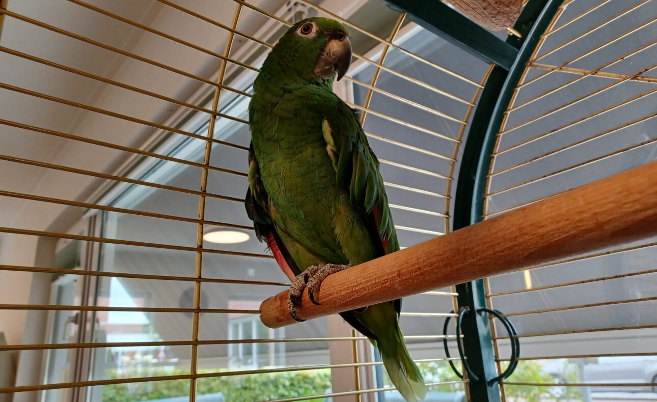 Een groene papegaai zit op een houten stok in een kooi, met zonlicht dat door het raam naar binnen schijnt.