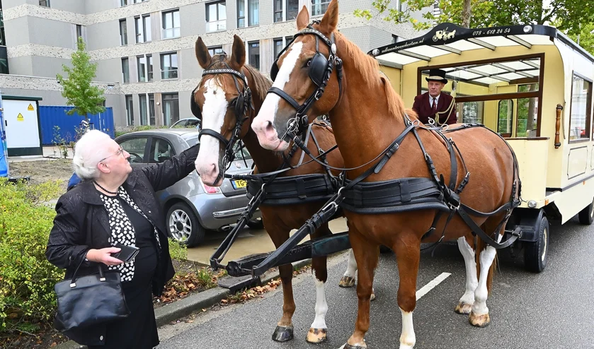 Een oudere vrouw aait twee bruine paarden die voor een koets staan, met een koetsier op de bok, in een stedelijke omgeving.