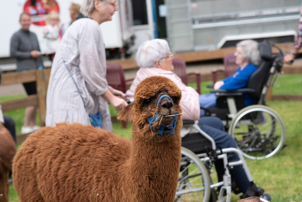 Een bruine alpaca met een halster staat op de voorgrond, terwijl ouderen in rolstoelen op de achtergrond toekijken.