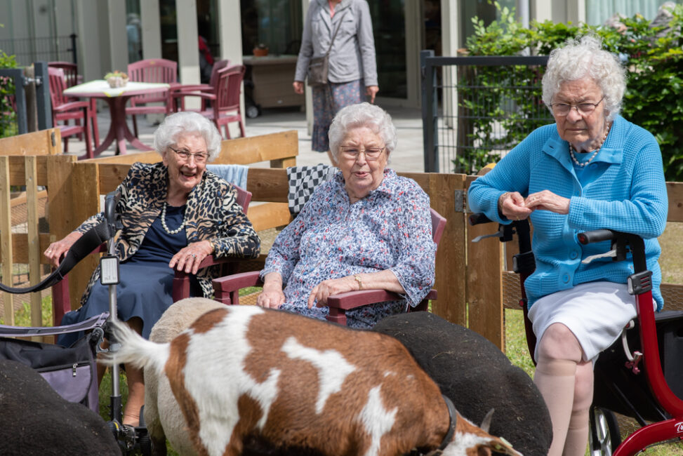 Drie oudere vrouwen zitten buiten in rolstoelen en kijken naar geiten in een omheining. Ze lachen en genieten van de dag.
