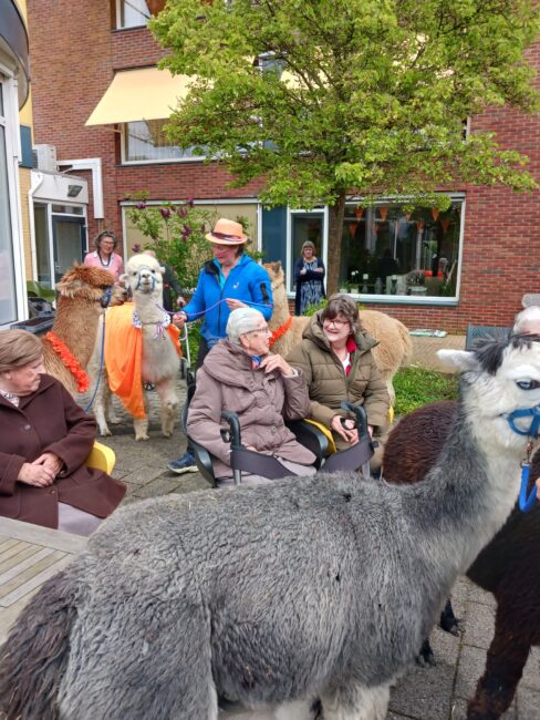 Groep mensen zit buiten met meerdere alpaca's. Enkele mensen dragen oranje sjaals. Er is een gebouw en een boom op de achtergrond.