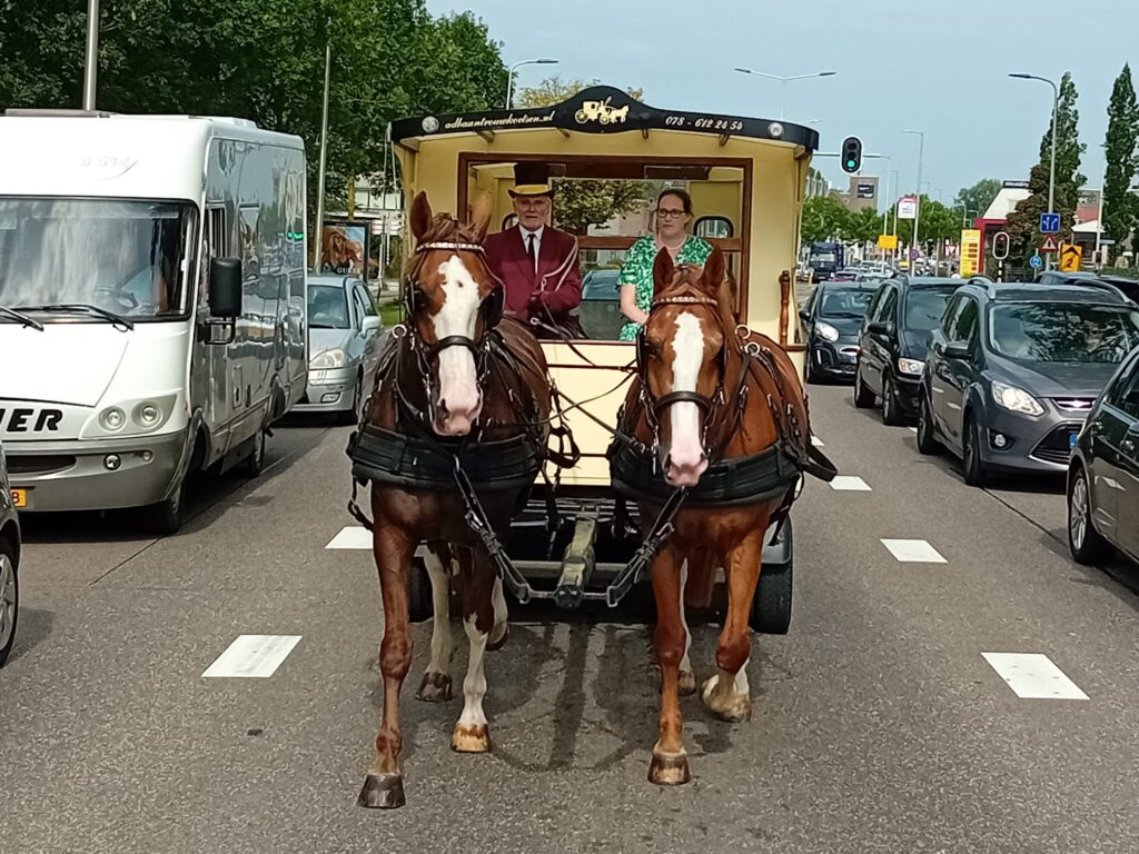 Paard en wagen rijden op een drukke weg tussen auto's. Twee mensen zitten in de wagen, getrokken door twee bruine paarden.