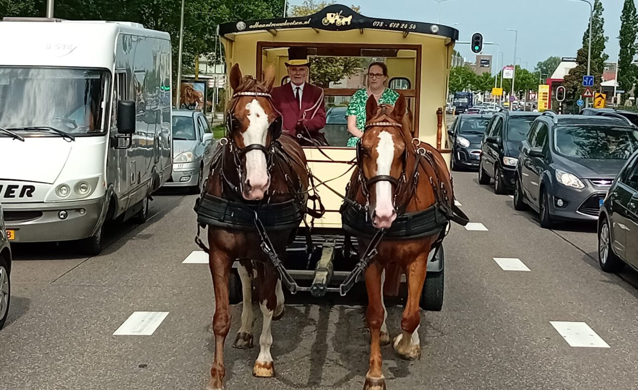 Paard en wagen rijden op een drukke weg tussen auto's. Twee mensen zitten in de wagen, getrokken door twee bruine paarden.