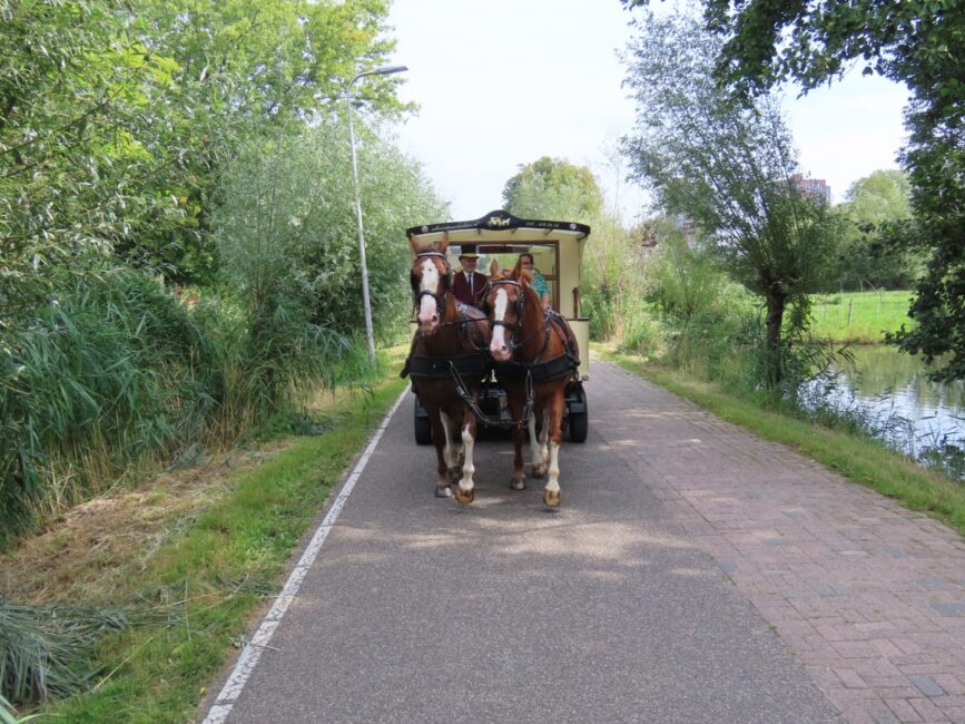 Twee paarden trekken een koets over een smal, groen pad omringd door bomen en gras op een zonnige dag in de natuur.