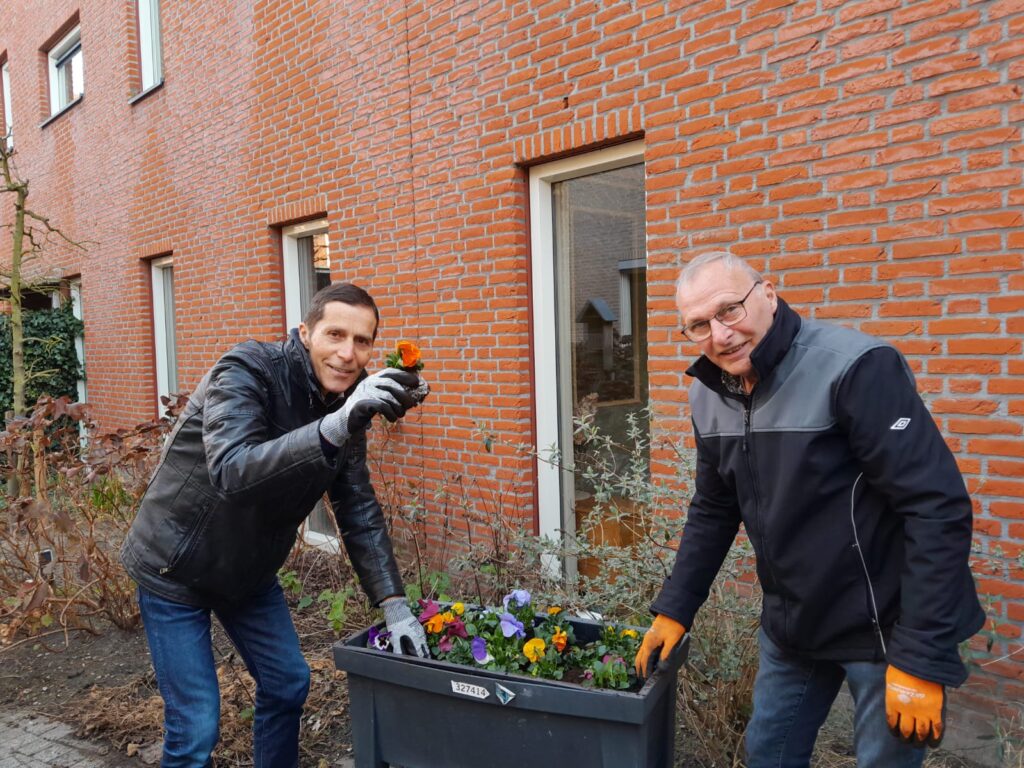 Twee mannen poten viooltjes in een bloembak