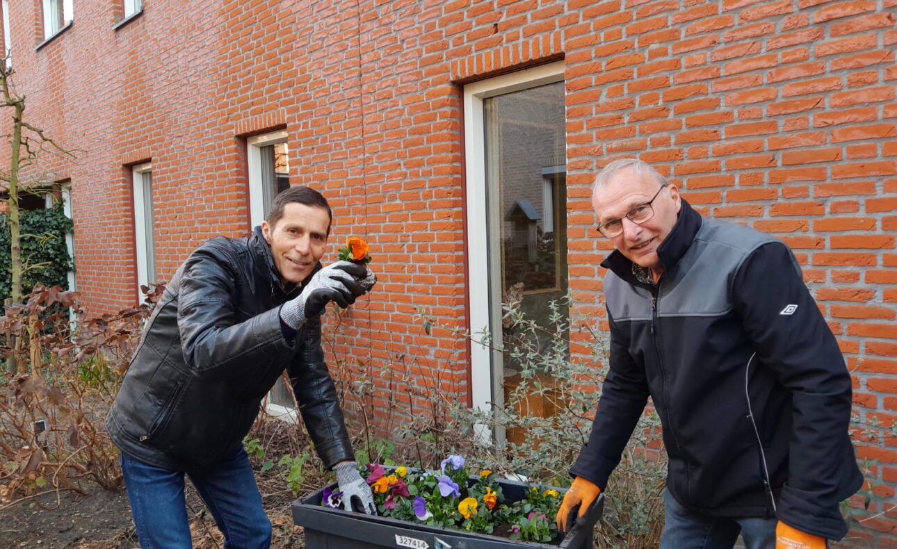 Twee mannen poten viooltjes in een bloembak